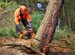 Best Fruit Tree Pruning  in Roslyn Heights, NY